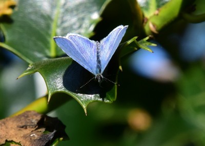 Holly Blue male - Coverdale 29.04.2022
