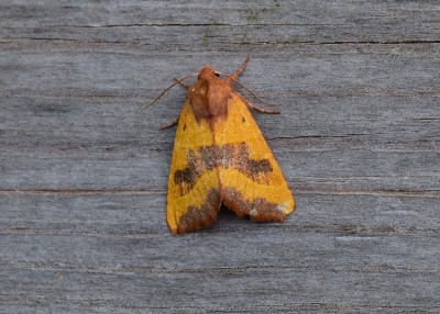 Centre-barred Sallow - Coverdale 07.09.2021