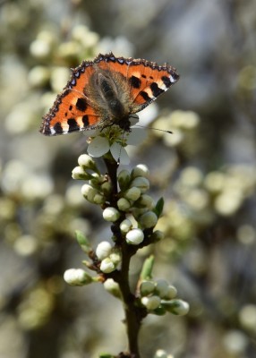 Small Tortoiseshell - Wagon Lane 29.03.2021