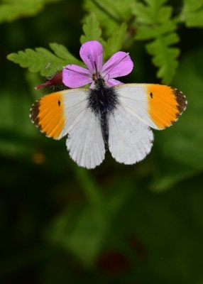 Orange-tip - Coverdale 01.06.2023