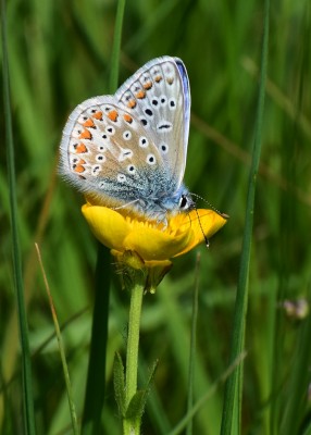 Common Blue - Sheldon Country Park 26.05.2020