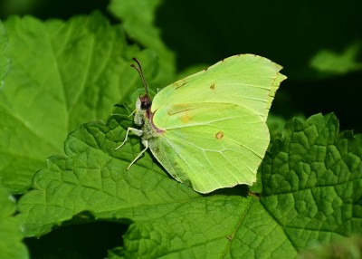 Brimstone male - Coverdale 23.04.2020