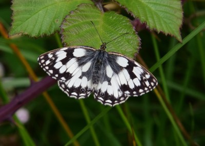 Marbled White female - Oversley Wood 08.07.2024