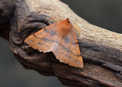 Feathered Thorn - Coverdale 08.11.2021