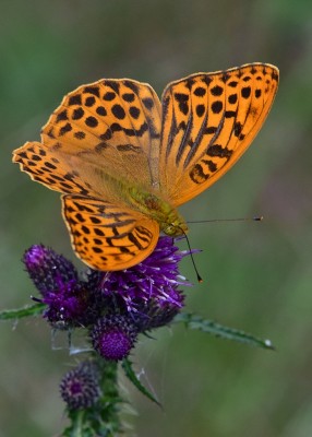 Silver-washed Fritillary male - Oversley Wood 05.07.2021