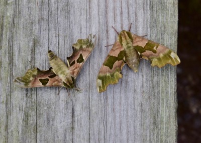 Lime Hawk-moth pair - Coverdale 17.06.2023