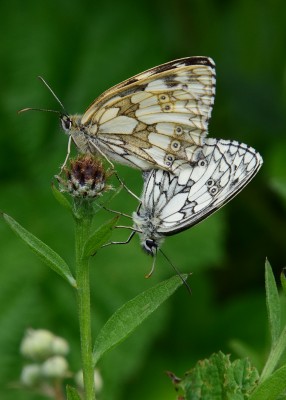 Marbled White pair - Blythe Valley 07.07.2021