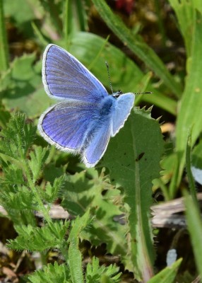 Common Blue - Bishops Hill 23.05.2023