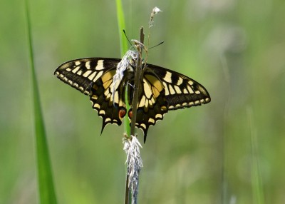 Swallowtail - Hickling Broad 14.06.2023
