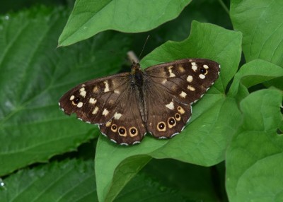 Speckled Wood -  Langley Hall 23.06.2023