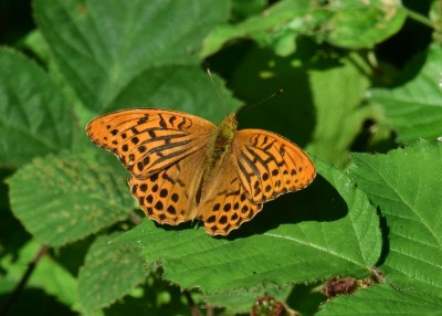 Silver-washed Fritillary male - Snitterfield 17.07.2024