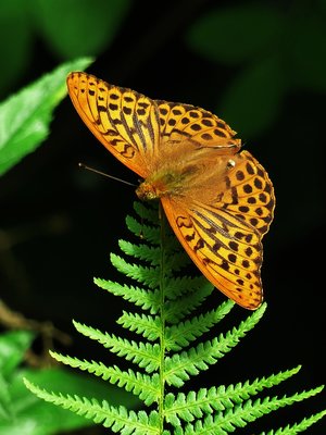 Silver-washed Fritillary male- Snitterfield Bushes 10.07.2016