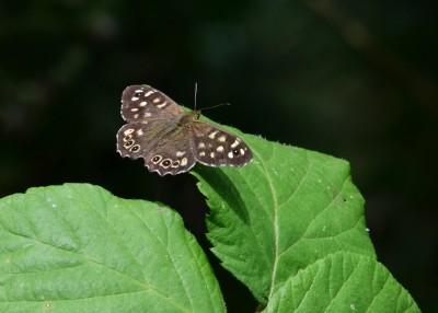 Speckled Wood - Blythe Valley 29.08.2024