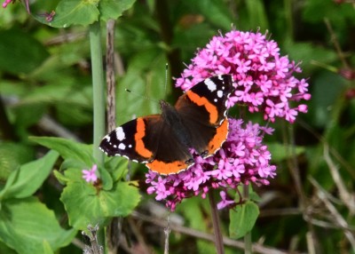 Red Admiral - Tout Quarry 15.06.2021