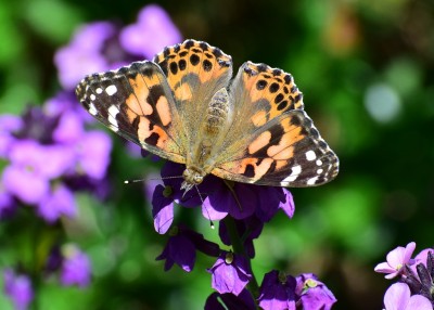Painted Lady - Coverdale 28.05.2020