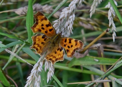 Comma - Wagon Lane 23.07.2024