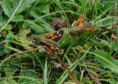 Silver-spotted Skipper pair - Oxenbourne 31.08.2021
