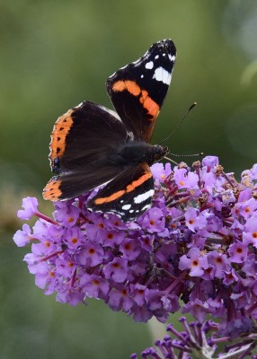 Red Admiral - Down the lane opposite our B&amp;B