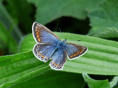 Common Blue female - Kynance cove Cornwall 31.05.2017