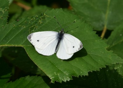 Green-veined White -  Coverdale 16.07.2023