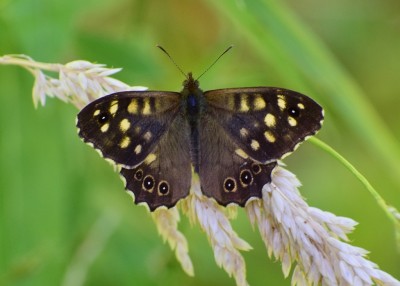 Speckled Wood - Coverdale 19.07.2020