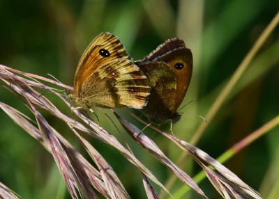 Gatekeeper pair - Harbury 17.07.2024