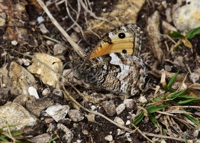 Grayling - Durdle Door 04.09.2024