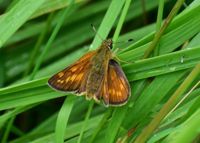 Large Skipper female - Bickenhill 02.07.2020