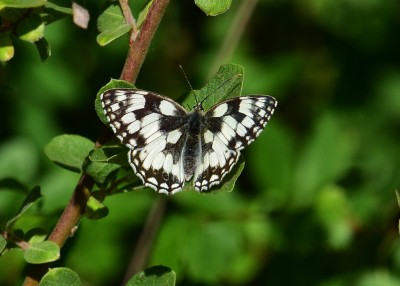 Marbled White -  Snitterfield Bushes 16.07.2022