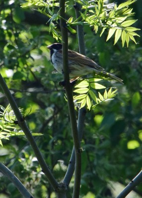 Reed Bunting? - Blythe Valley 02.06.2021