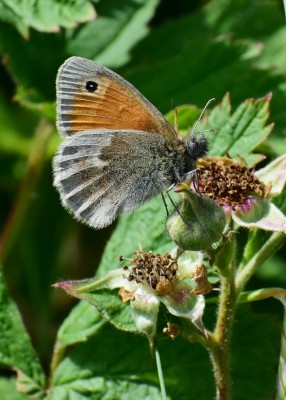 Small Heath - Sheldon Country Park 26.05.2020