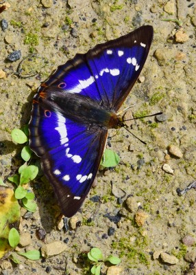 Purple Emperor - Oversley Wood 05.07.2021