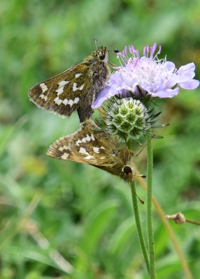 Silver-spotted Skipper pair - Old Winchester Hill 27.08.2023