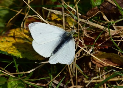Small White male - Coverdale 01.05.2021