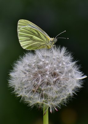 Green-veined White - Coverdale 10.05.2019