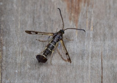 Current Clearwing - Coverdale 05.07.2020