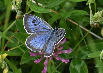 Large Blue - Daneway Banks 26.06.2019