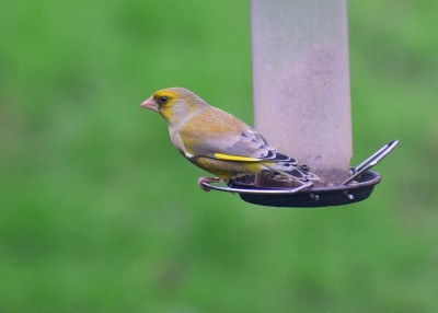 Greenfinch male - Coverdale 07.03.2020