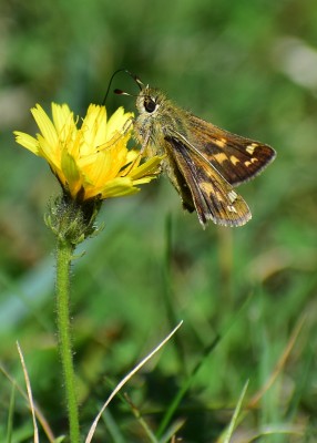 Silver-spotted Skipper female - Fontmell Down 30.08.2020