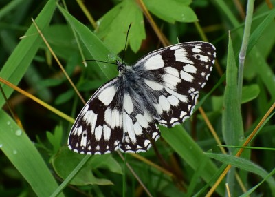 Marbled White - Blythe Valley 03.07.2020