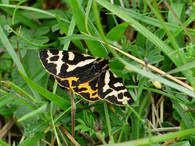Wood Tiger Moth - Prestbury Hill 28.05.2018