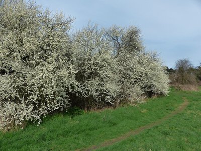 Blackthorn in blossom - Wagon Lane 23.03.2019