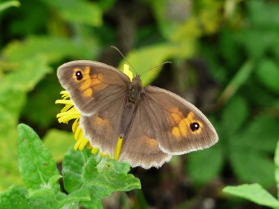 Meadow Brown female - Upton Towns 06.09.2016