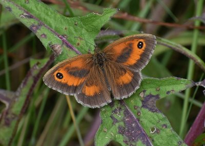 Gatekeeper - Castle Hills Solihull 21.07.2019