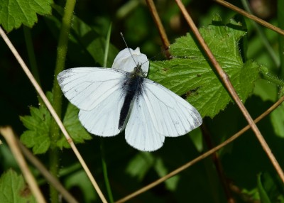 Green-veined White male - Coverdale 29.04.2022
