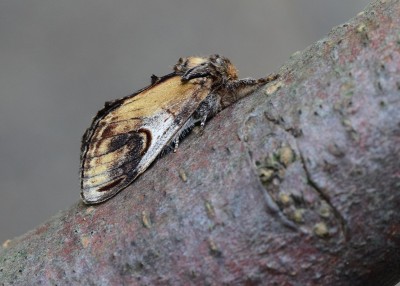 Pebble Prominent - Coverdale 01.06.2021