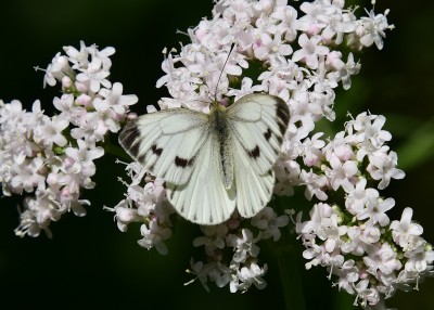 Green-veined White female - Snitterfield 17.07.2024