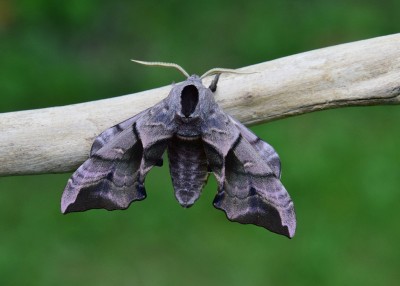 Eyed Hawk-moth - Coverdale 03.06.2023