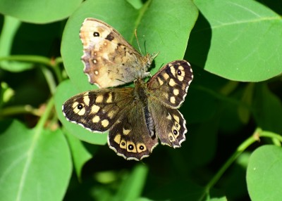 Speckled Wood pair, female 'playing dead' - Coverdale 24.04.2020