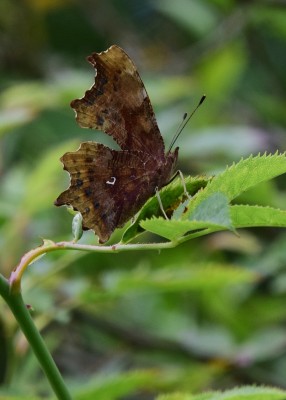 Comma - Harbury 17.07.2024